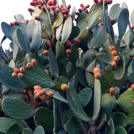 Sofia' S House توروني