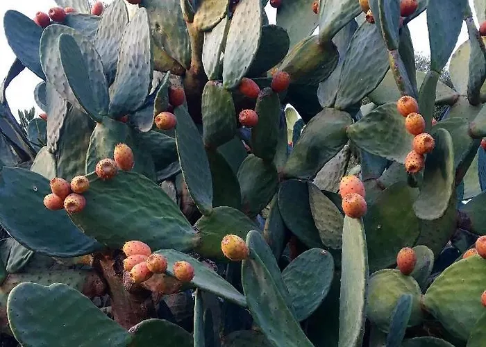 Sofia' S House Toróni