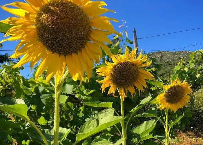 Sofia' S House Casa di campagna Toroni