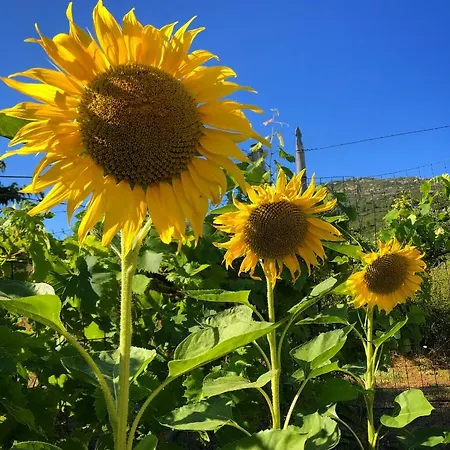 Sofia' S House Country house Toroni